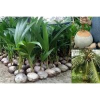 ราคา เมล็ด ใหม่็ด หน่อมะพร้าว เพาะมะพร้าว สายใหม่ dwarf coconut เพาะมะพร้าวแกงเพาะเตี้ย ชุมพร เพาะเตี้ยแ (20078957804)