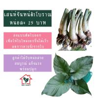 ราคา เสน่ห์จันทร์ดำโบราณ เสน่ห์จันทน์ดำโบราณ ส่งแบบหน่อ ตัดใบ พร้อมปลูก!! ว่านมงคล ไม้มงคล (10543964802)
