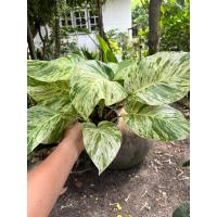 ราคา ราชินีหินอ่อน Epipremnum mable queen (23752099093)