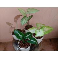 ราคา ต้นไม้มงคล ต้นออมเพชร ออมชมพู ออมทอง เงินไหลมาแคระพร้อมกระถางขาวมินิมอล (13006005189)