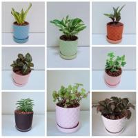 ราคา ต้นไม้มงคล​ ต้นไม้ฟอกอากาศ​ ต้นไม้จิ๋ว (7938043432)