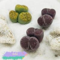 ราคา Lithops bromfieldii var. sulphurea C362 Lithops salicola "Sato’s Violet" ไลทอปสามแฉก ไลทอปม่อน ไลทอปกอ ไลทอปแปลก (9863972297)
