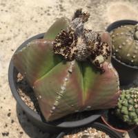 ราคา เมล็ดแคคตัส Astrophytum myriostigma (7831487493)