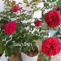 ราคา Mona Lisa  กุหลาบเลื้อยฝรั่งเศสสีแดงเข้มดอกสวยมาก (8232556831)