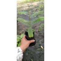ราคา ต้นมะขามป้อมพร้อมปลูก (4256126090)