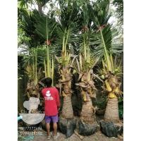 ราคา ต้นมะพร้าวน้ำหอมต้นเตี้ยต้นใหญ่ขุดล้อมติด​ดอก (6772238654)
