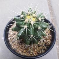 ราคา Cake Cactus Farm กระบองเพชร Echinocactus grusonii ถังทอง (2214573876)