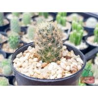 ราคา แมมเม็ดพริก (Mammillaria Prolifera) กระบองเพชร แคคตัส (8351469647)