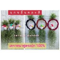 ราคา เคราฤาษีแต่ง นกขมิ้นสีหวาน (22452571615)