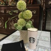 ราคา Starbucks Japan (64874086)