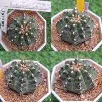 ราคา กระบองเพชร แคคตัส (Cactus) ยิมโนโคลนมีชื่อ ไม้ชำหน่อ กระถาง 2.5-3.5 นิ้ว ลักษณะตามภาพ จัดส่งทั้งกระถาง (23687140565)