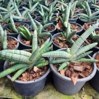 ราคา ต้น ว่านงาช้างแคระ#ไม้มงคล (11369016082)