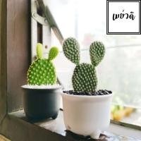 ราคา Opuntia cactus กระบองเพชรคัดต้น แคคตัส3สี เสมาเงิน เสมาทอง เสมานาค หูกระต่าย/หูแพนด้า- Opuntia Microdasys/Rufida (5445741475)