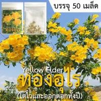 ราคา เมล็ดทองอุไร 50 เม็ด ทองอุไรเป็นไม้มงคล ออกดอกสีเหลืองสวยตลอดทั้งปี (4732122753)