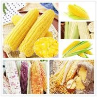 ราคา อินทรีย์็ด ใหม่็ด ใหม่ข้าวโพด ใหม่ข้าวเหนียวหวาน!! ใหม่ข้าวโพดหวานทานสดใหม่ดี ข้าวโพดหวานสีแดง ทานดิบไ ใหม่ คละ (20975518760)