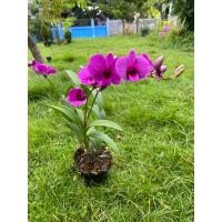 ราคา กล้วยไม้หวายแคระสีม่วง (Mini Dendrobium Orchid – Purple) (28892465308)