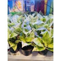 ราคา พลูหินอ่อน ตระกูลพลูด่าง (21394710883)
