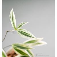 ราคา ไผ่ฟิลิปปินส์ด่าง Dracaeana surculosa ต้นไม้ด่าง ต้นไม้มงคล (7344613585)