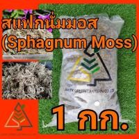 ราคา 1 กก. สแฟกนั่ม มอส (Sphagnum Moss) (11961280839)