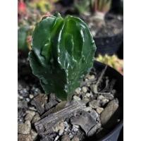ราคา Astrophytum myriostigma fukuryu ไม้เมล็ด (25594136854)