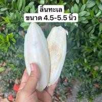 ราคา กระดองปลาหมึก ลิ้นทะเล อาหารนก ขนาด 4.5-5.5 นิ้ว สินค้าพร้อมจัดส่ง (46206264498)