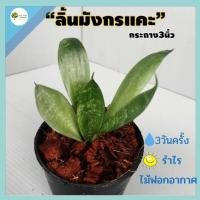 ราคา [ต้นไม้จิ๋ว] ต้นลิ้นมังกรแคะ ลิ้นมังกรแคะ ส่งพร้อมกระถาง3นิ้ว ต้นไม้ฟอกอากาศ ประดับบ้าน ฟอกอากาศในห้องนอน (15810399254)