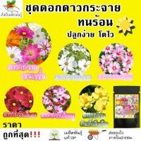 ราคา เมล็ดพันธุ์ ชุดดอกดาวกระจาย ดอกคอสมอส ปลูกง่าย ทนร้อนโตไว พร้อมส่ง ดาวกระจายเซนเซชั่น/สีขาว/พิโคที/สีแดง/สีชมพู/สีเหลือง (9133285231)
