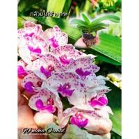 ราคา กล้วยไม้ช้างกระ ต้นขนาด 1 นิ้ว (10594559174)
