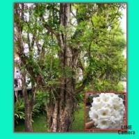 ราคา เมล็ดพันธุ์ต้นแคนา เม็ดต้นแคป่า ชุดล่ะ 100 เมล็ด (11698608839)