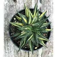 ราคา ม้าเวียนด่าง Haworthia limifolia Marloth (8133681902)