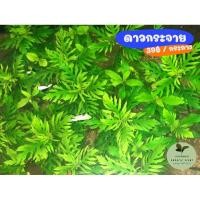 ราคา (พร้อมส่ง) ต้นดาวกระจาย เกรดA (25279250565)