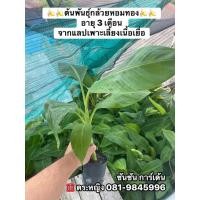 ราคา ต้นกล้วยหอมทอง (จำนวน 20 ต้น) จากแลปเพาะเลี้ยงเนื้อเยื่อ (55758282024)