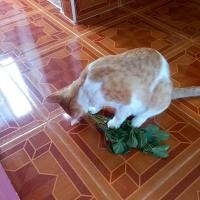 ราคา ตน้ตำแยแมวลดความเครียดของแมว (11158231261)