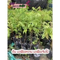 ราคา ต้นมะเฟืองหวาน มะเฟืองจับโบ้ พร้อมส่งจำนวนมาก (8752005418)