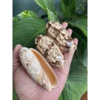 ราคา 1 ตัว เปลือกหอยเบี้ยเม็ดขนุนใหญ่ หรือหอยกระดุมเปลือกหอยสะสม ขนาด 7-8 CM ลายธรรมชาติ (4077041196)