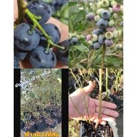 ราคา มี7พันธุ์ ต้น ต้นบลูเบอร์รี่ บลูเบอรี่ เล็กซี Blueberry LEXI พันธุ์ ช่านล่าน F 6 L 11 บิทอาย Rabbiteye h6 h5 (15198394948)