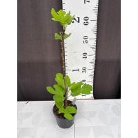 ราคา มะเดื่อฝรั่ง Fig พันธุ์ Breva (28086021730)