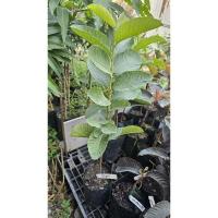 ราคา ฝรั่งใส้แดงพลอยสยามเมล็ดน้อย (25018949499)