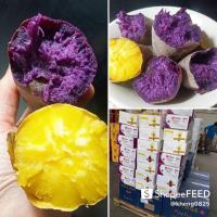 ราคา มันหวานญี่ปุ่น หวาน มัน นำเข้าจากเวียดนาม (3734308025)