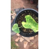 ราคา บอนนาญี่ปุ่นด่างColocasia yellow splash (10660191352)