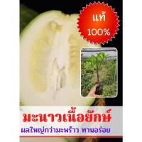 ราคา มะนาวหวาน (1ต้น) มะนาวหวานยักษ์ (มะนาวหวานทานเนื้อ) ต้นกล้ามะนาวหวานยักษ์ ผลไม้แปลกหาทานยาก ต้นกล้าสูง20-25ซม. พร้อมส่ง (21215199671)