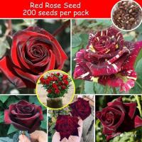 ราคา เมล็ดกุหลาบแดง เมล็ดพันธุ์ดอกกุหลาบสีเหลือง เมล็ดพันธุ์ดอกไม้เรียบง่ายและง่ายต่อการปลูก (26905237074)