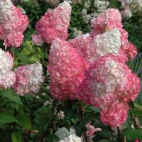 ราคา 5 เมล็ด ดอกไฮเดรนเจีย ดอกสามเดือน ใช้แทนคำขอบคุณ Hydrangea สายพันธุ์ paniculata Vanilla Strawberry (42372782246)