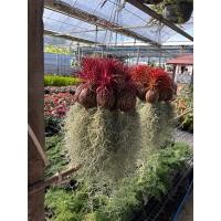 ราคา สับปะรดอากาศหรือทิลแลนด์เซีย (Tillandsia) +ลูกตีนเป็ด+เคราฤษี ไม้แขวน (51552881954)