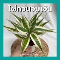 ราคา ไผ่กวนอิมเงิน กวนอิมทอง ต้นไม้มงคลนำโชค พร้อมกระถาง3นิ้ว ต้นไม้มงคลจิ๋ว (9282647032)