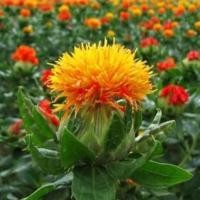 ราคา ดอกคำฝอยถูกที่สุด 10 บ.เมล็ดพันธุ์ดอกคำฝอย 100 เมล็ดปลูกง่ายดอกสวยทำสมุนไพรได้ (11726172627)