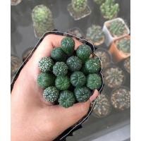 ราคา แอสโตรไฟตัม Astrophytum #กระบองเพชร #แคคตัส (6375407033)