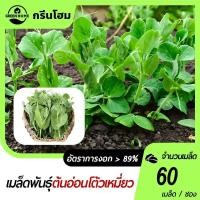 ราคา 60 เมล็ด เมล็ดพันธุ์ ถั่วลันเตา โต้วเหมี่ยว ต้นอ่อนถั่วลันเตา สำหรับเพาะงอก อัตราการงอก 90% (41273066591)