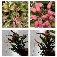 ราคา ต้นนกน้อยนำโชคหรือเกลียวสวรรค์หรือต้นกวักเงินหรือต้นแสยกนกเขียวไม้ประดับไม้มงคลใส่กระถางต้นแตกกอไว (16114194492)