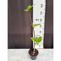 ราคา มะเดื่อฝรั่ง Fig พันธุ์ Breva ต้นใหญ่ (29633184627)